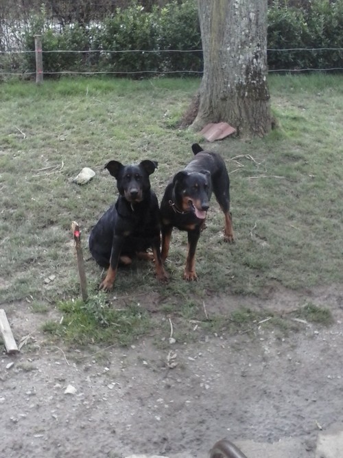 Beauceron